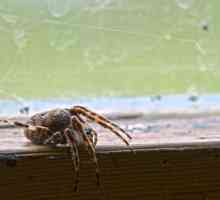Zašto ne ubiti pauk u kući? Folklorni znakovi