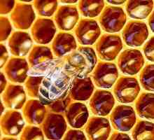 Zašto pčela umiru nakon ugriza i koje su posljedice za osobu