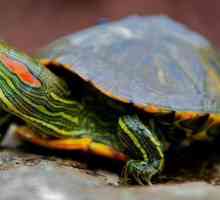 Zašto su crvene uši kornjače cvrkutale: uzroci i pravilnu njegu životinje
