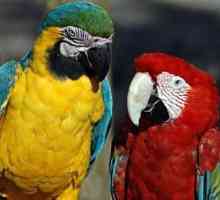 Zašto papige mogu razgovarati: Otkrivanje ptica tajni