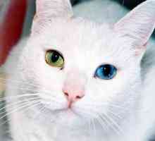 Zašto su mačke s različitim očima rođene?
