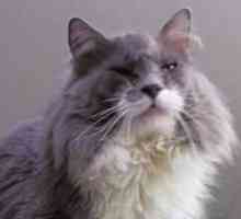 Zašto se mačeve oči mokre? Zašto škotska ili perzijska mačka ima vodene oči?