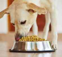 Zašto pas ne jede suhu hranu i kako ga naučiti?