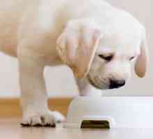 Zašto psi ne mogu biti slatki? Kako hraniti pse na ispravan način
