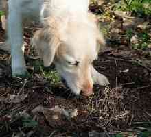 Zašto psi jedu tlo? Kako se nositi s tom navikom?