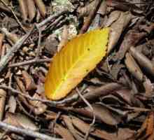Zašto se ficus pada na lišće. Ficus postaje žut i pada