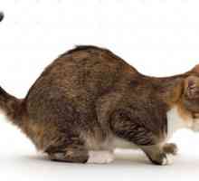 Zašto mačka povraćati: uzroci i liječenje