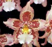 Zašto orhideje padaju u pupoljci? Orkide suhe pupoljci, što da radim?