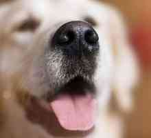 Zašto psi imaju mokri nos i što kažu?
