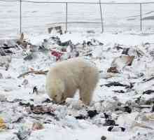 Zašto se broj polarnih medvjeda na Arktiku smanjuje?