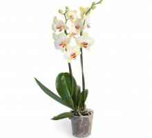 Zašto se ostavlja u orhidejima i kako ih izbjeći?