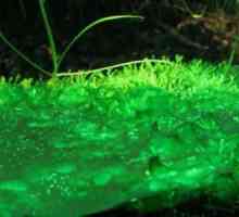 Zašto se volvox pripisuje jednostaničnim organizmima? Struktura wolvox alga