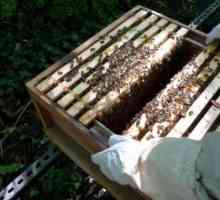 Dodavanje pčela za zimu s šećernim sirupom. Vrijeme i količina gornjeg odijela