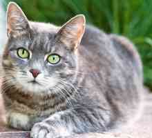 Subkutani ugriz u mačkama: liječenje kod kuće i prevencija