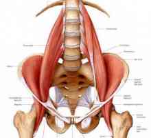 Mišić mišića iliopsoas: što je puna svoje hipertonije?
