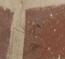 Pogrebna obiteljska pauka Segestriidae