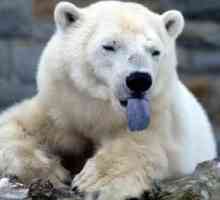 Polarni medvjed je mlađi brat smeđeg medvjeda