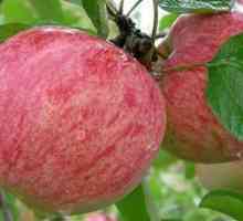 Šljunak Cimet - jabuka legendarne ruske sorte