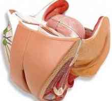 Seksualni organi žene: anatomija glavnih komponenti