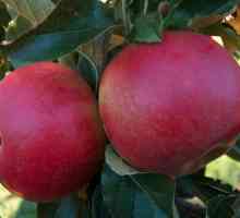 Poljske jabuke: sorte, fotografije i opis