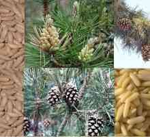 Prednosti bobičastog orašastih plodova za muškarce: sastav i pogodnosti