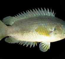 Klizač je riba koja pripada obliku labirinta