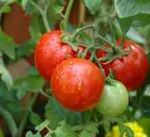 Je li rajčica drvo mit ili stvarnost?