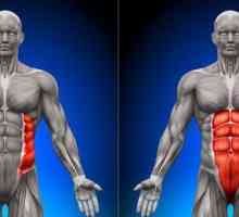 Transverzalni abdominalni mišići i ostali abdominalni mišići