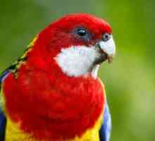 Parrot mottled rosella: opis, značajke njege i održavanja