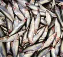 Popularna konzervirana hrana `Sprats` je kakva vrsta ribe? Kako pripremiti spratove…