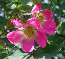 Red Rosaceae: cvijet, formula