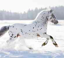 Appaloosa (konj): opis, značajke, briga, povijest porijekla i recenzije