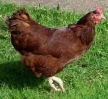 Rhodonitski pas - piletina s visokom proizvodnjom jaja