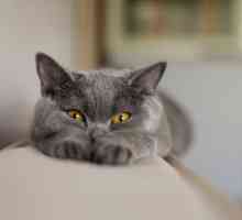 Siva mačka pasmina: ime, opis i fotografija