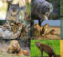 Pasmine divljih mačaka: pregled, značajke, vrste i zanimljive činjenice