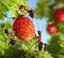 Mravi praha: pregled, značajke aplikacije, učinkovitost i povratne informacije