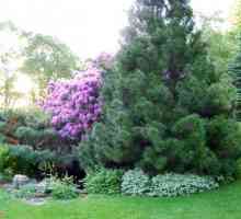 Sadnja crnogoričnih stabala u proljeće: preporuke