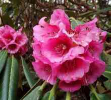 Sadnja i briga za rododendrone u proljeće