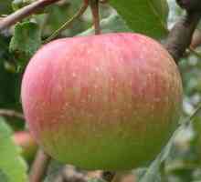 Sadnja jabuka u jesen u predgrađu. Patuljaste jabuke za Moskvu: sorte