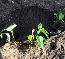 Sadnja papra na sadnicama: priprema sjemena, povoljne dane