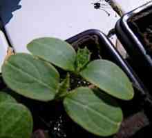 Sadnja biljaka obitelji bundeve: kako razlikovati sadnice tikvica od krastavaca? Kada i kako saditi…