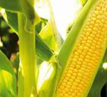 Sjetva kukuruza na otvorenom terenu: priprema sjemena, vrijeme