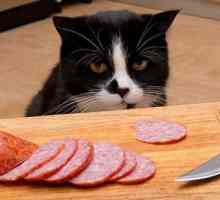 Proverba "Poznaje mačku čije je meso jede", što znači i o kome to kažu