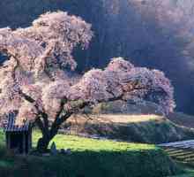 Proverbi Japanski: narodna mudrost i karakter