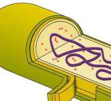 Uređaj površine ćelija: Struktura i funkcije