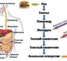 Povećana kiselost: simptomi, liječenje, prehrana