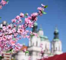 Prag u svibnju: vrijeme i recenzije turista. Što vidjeti u Pragu u svibnju?