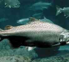 Predstavnik obitelji Salmonidae je chinook losos. Što je to?