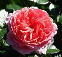Lijepa baroneda ruže: opis, recenzije
