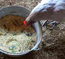 Premix za kokoši nesilica: sastav vitamina i upute